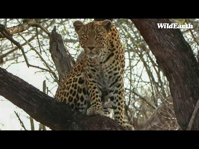 Leopard Lion standoff - SafariLIVE Sunrise - 09 November 2024