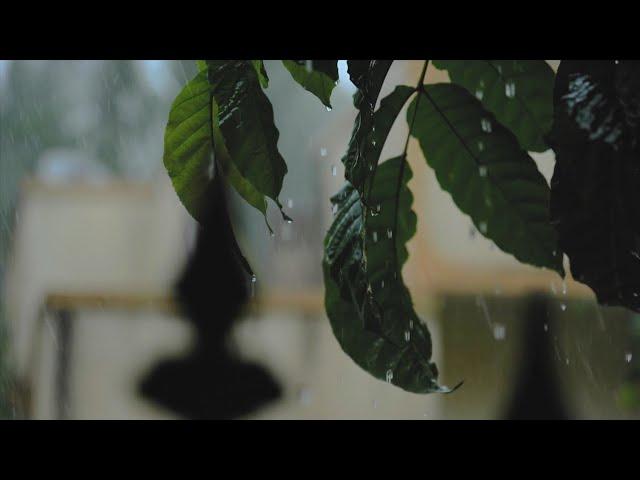 Kisi Roz Barish Jo Aaye Song Status | Rain Status | Whatsapp Status | Beautiful Raining | Barish Sta