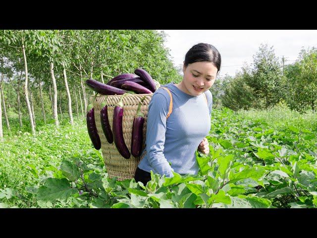 Harvesting Eggplant Avocado Fruit Go to the market to sell | Lucia Daily Life