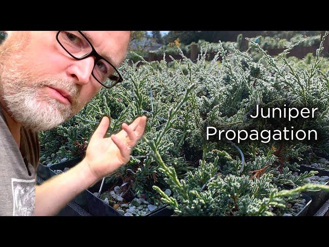 Bonsaify | Juniper Cutting Propagation Step-by-Step