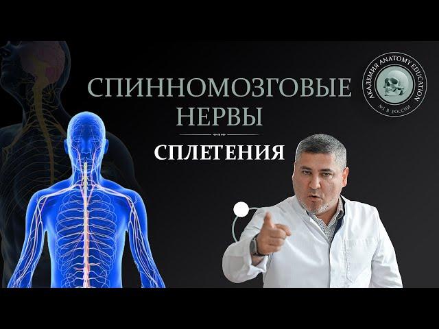 Спинномозговые нервы. Сплетения / Spinal nerves. Plexuses