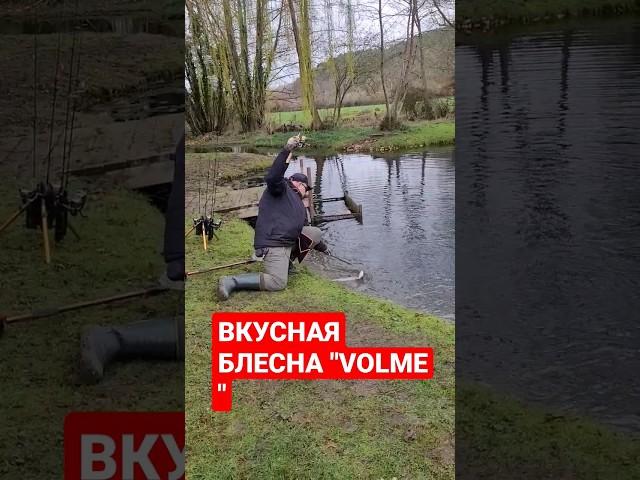 #fishing #youtubeshorts #youtuber #fishingtips #youtubefishing #рыбалка #врек #врекомендации #рек
