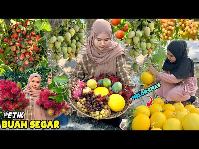 Petik buah-buahan segar | Panen buah dikebun