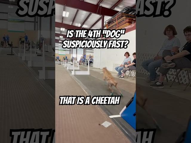 Is the 4th “dog” suspiciously fast? #dogs #fast #racing #sports #dogsports #flyball