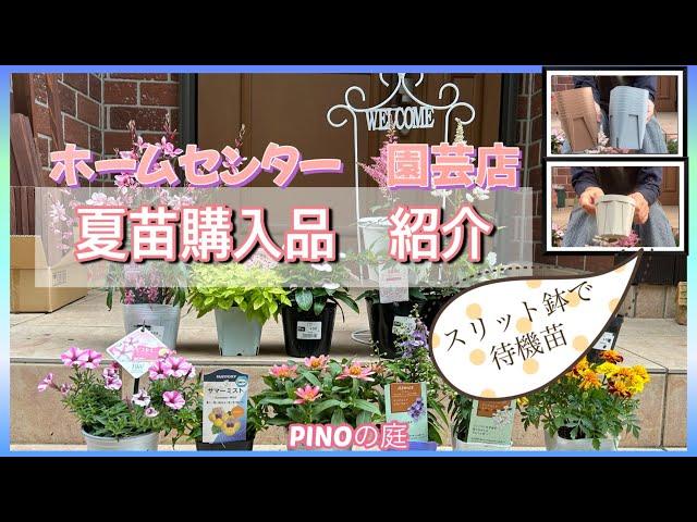 【 pinoの庭】真夏の花苗を購入，植え付けるまでスリット鉢で待機！ガウラ、ペチュニア，トレニア，アークトチス，アスチルベ，アンゲロニア、日々草、ジニア、マリーゴールド，クレマチス　カートマニージョウ