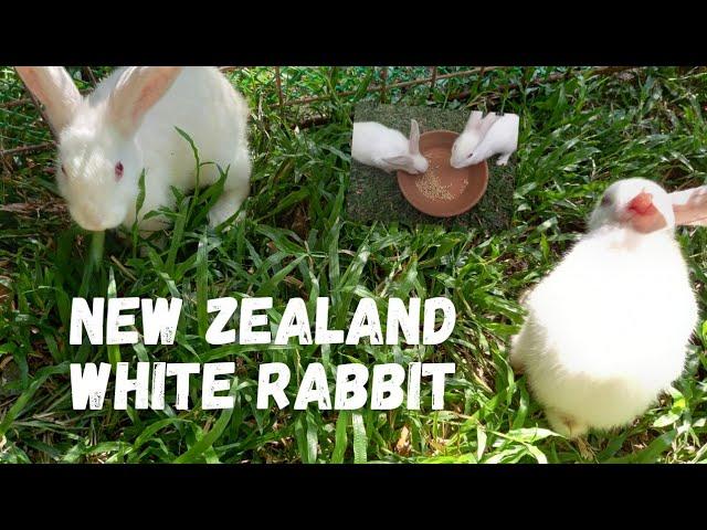 New Zealand White Rabbit (Kuneho)