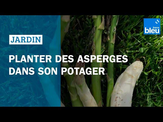 Planter des asperges dans son potager - les conseils de Roland Motte