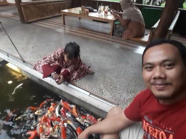 Handfeeding koi part 2 - Radja ikan hias ambulu