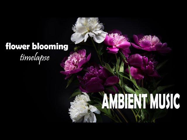 Relaxing Ambient Music & Beautiful Flower Blooming Timelapse - Chill out & Meditate Sounds