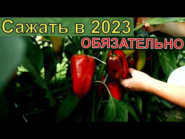 САМЫЙ ЛУЧШИЙ СОРТ СЛАДКОГО ПЕРЕЦА 2023. Засыпет урожаем 2023