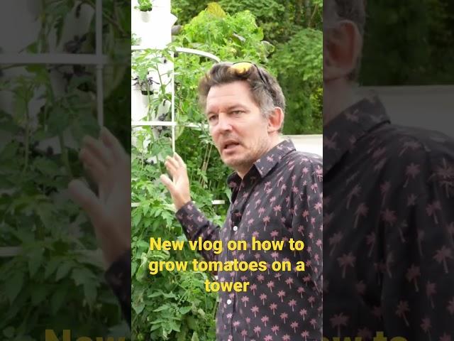 New video on how to grow tomatoes on a tower.