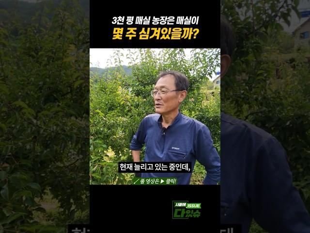 3천 평 매실농장 나무 주수는? #shorts