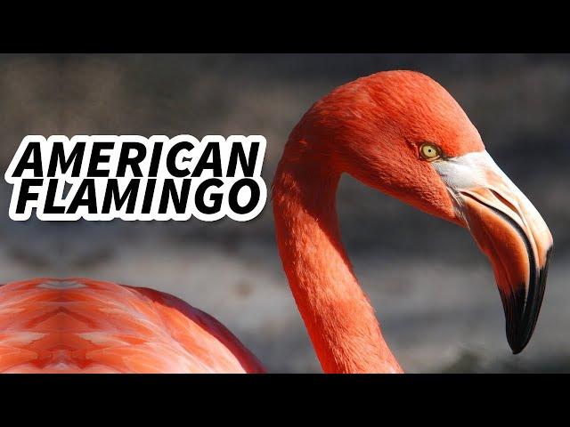 American Flamingo Facts: the CARIBBEAN Flamingo  Animal Fact Files