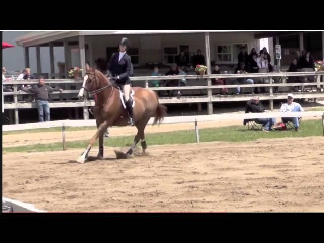 Serendipity- Horse FOR SALE