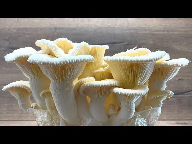 Pilze züchten, Erntezeit Folge 40 | Eichenseitling