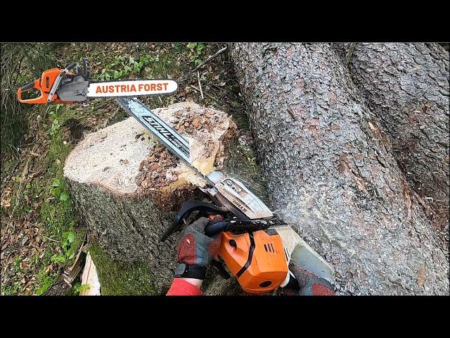 Fällen entasten und ablägen mit Stihl 500 i