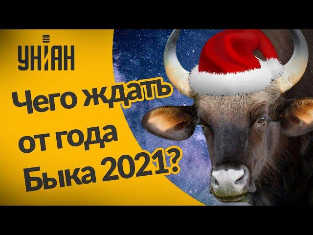 Год Быка 2021: каким он будет и как его встречать