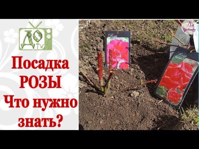 САЖАЕМ КУСТОВЫЕ РОЗЫ / СЕКРЕТ ПРАВИЛЬНОЙ ПОСАДКИ от DelaOgorodnieTV