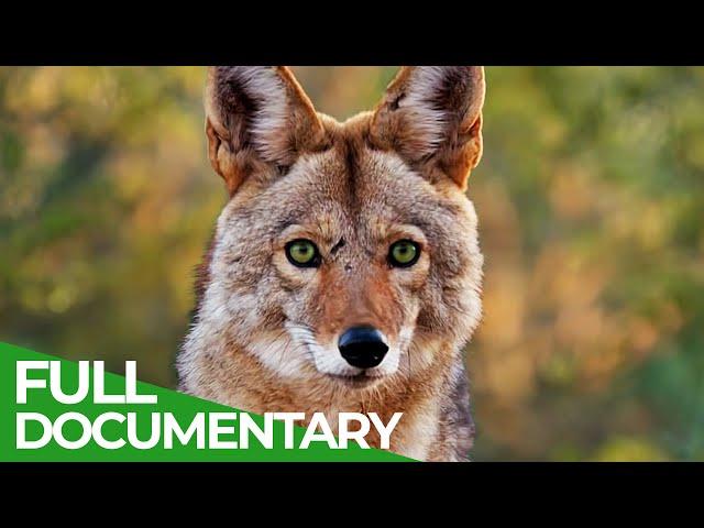 Saguaro - The Unexpected Beauty of America's Forgotten National Park | Free Documentary Nature