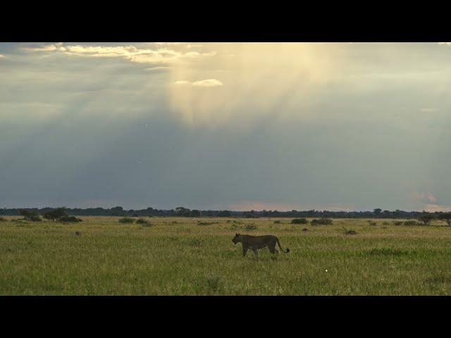 A Lioness!! | Self-Drive Safaris | Chobe4x4 Self Drive 4x4 Vehicle Rental Botswana (Safari)