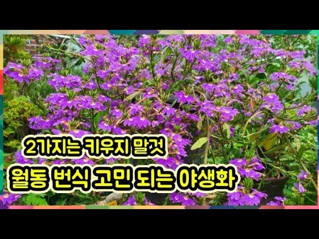 최고 번식이 (잘) 되어 고민 되는 꽃 (2가지)는 키우지 말것 실망 하는 꽃