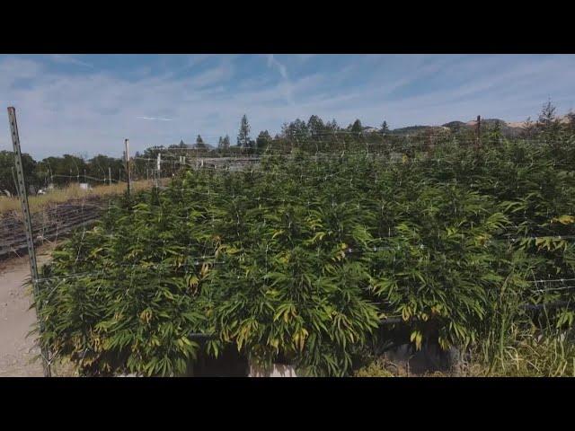 Harvesting a bumper crop of cannabis this fall in Sonoma County