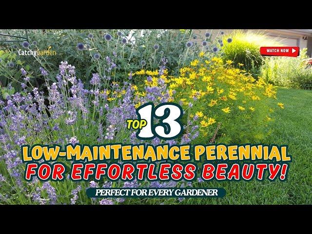 Top 13 LOW-MAINTENANCE Perennial Flowers for Effortless Beauty!  // Gardening Ideas