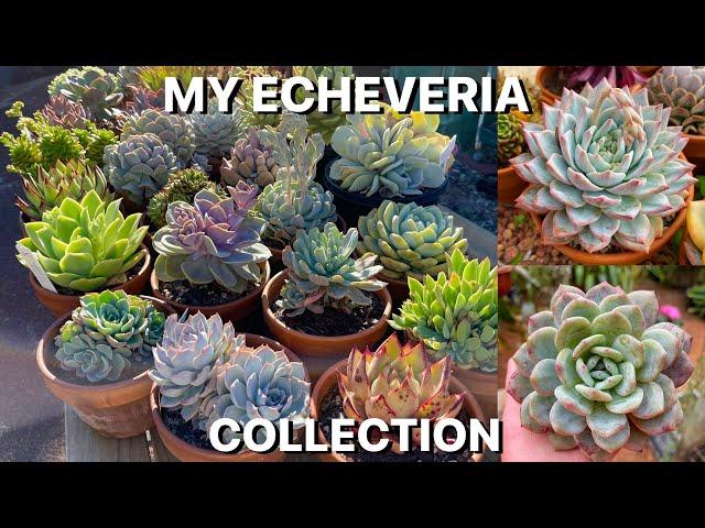 My Echeveria Collection // *Huge*