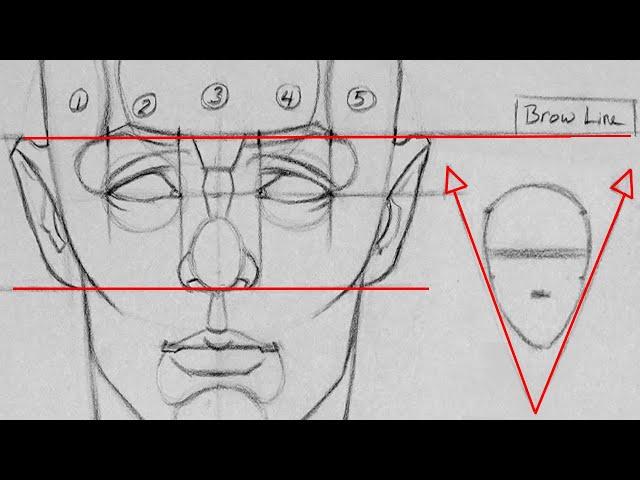 Drawing Proportions of the Head and Face | Getting the Fundamentals Down