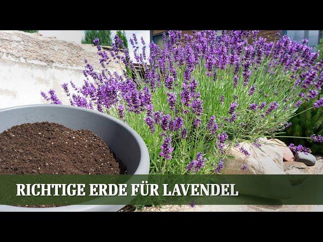 Welche Erde für Lavendel? Und Tipps zu Rückschnitt und Pflege