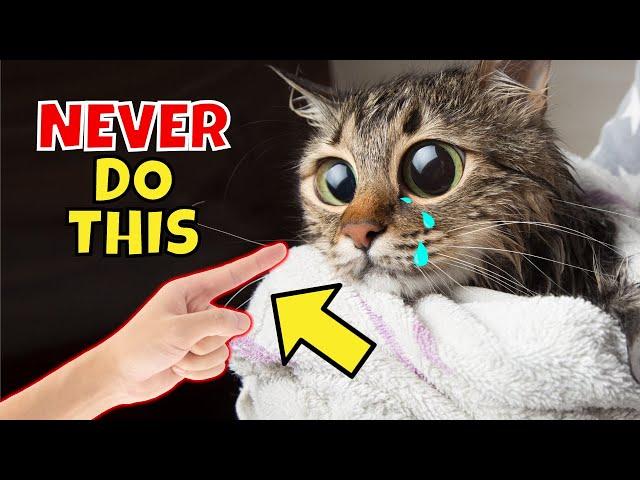 21 Things You Should NEVER Do to Your Cat (#3 is )