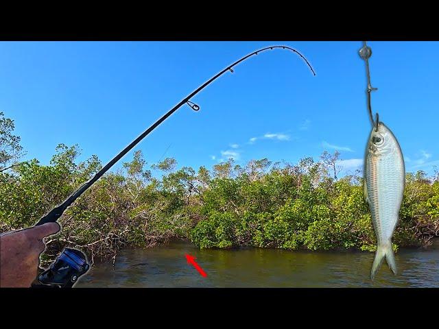 Fishing LIVE Bait in the Mangroves | Multiple Species | After Two Hurricanes