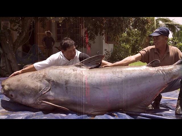 15 Biggest Fish Ever Caught