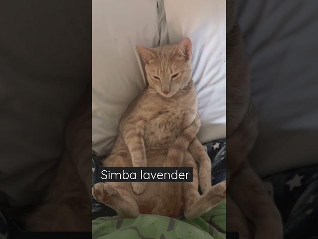 Simba lavender #simba #catloversworld #CatLoversClub