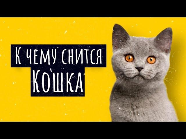 К чему снится кошка. Сонник кошка, толкование сна