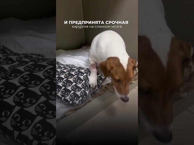 Клинический случай. Собака Хитч, 7 лет #ветеринарнаяклиника  #shorts  #краснодар #липецк #собака