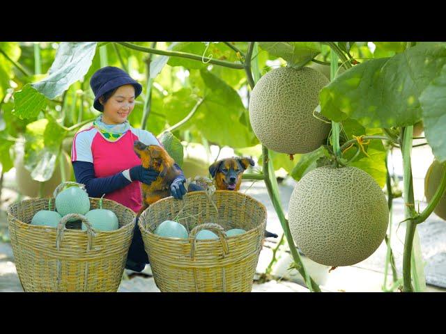 Harvesting Organic Melons Goes To Market Sell - Cooking, Farm, Daily Life | Tieu Lien