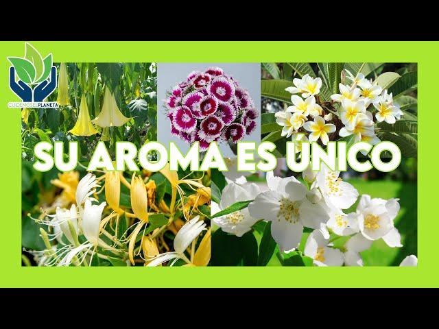 Top 5 de plantas con aromas impresionantes