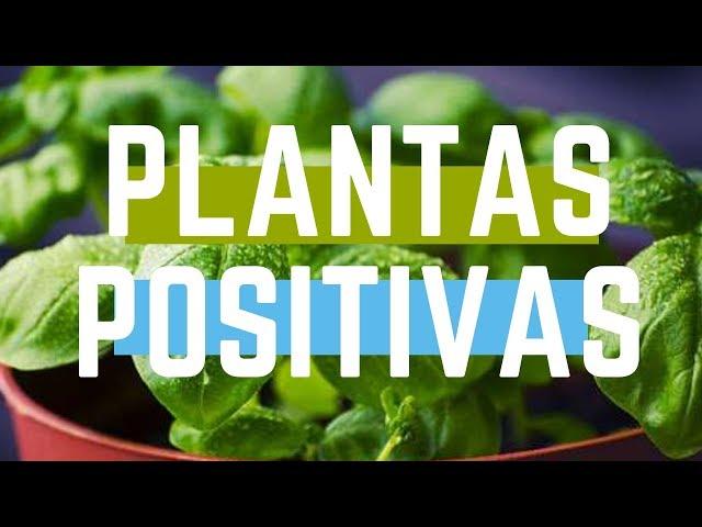 🟢 ️ PLANTAS ENERGÍAS POSITIVAS DE INTERIORES PARA EL HOGAR Y DAN BUENA SUERTE