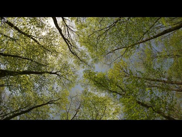 A Quiet Day with Birds Singing and Light Wind in the Green Forest - Sounds for Relaxation and Sleep