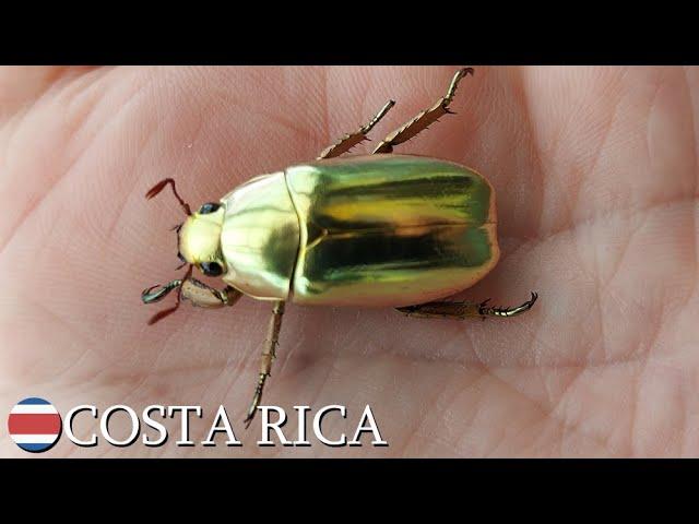 Chrysina species gold scarab flies away  Costa Rica