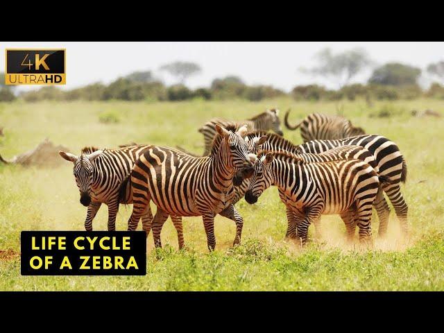 Life Cycle Of A Zebra | Wild Wide Life