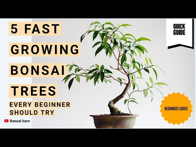 “5 Fast-Growing Bonsai Trees Every Beginner Should Try.”