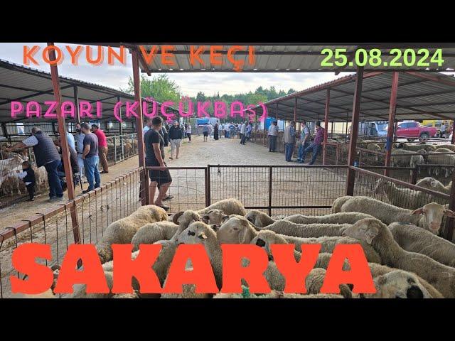 25.08.2024 Sakarya koyun pazarı (küçükbaş)