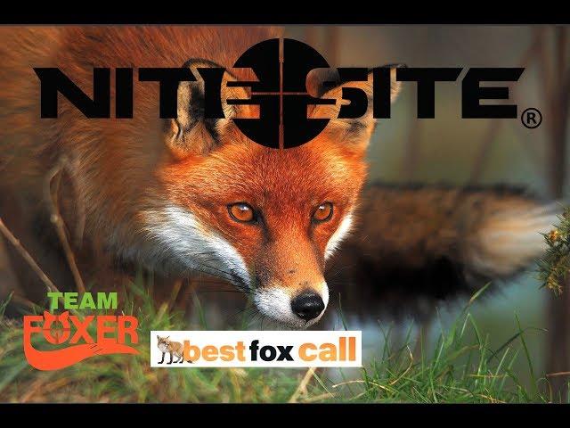 Team Foxer films 7 foxes shot using the NiteSite and the ATN X Sight II