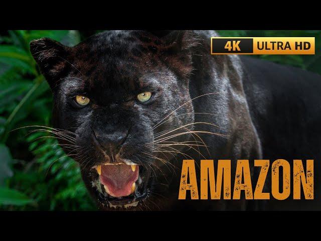 NHỮNG KẺ SĂN MỒI ĐÁNG SỢ NHẤT RỪNG AMAZON - VIDEO 4K UTRA HD