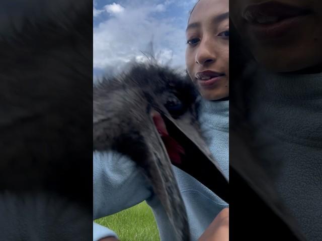 sometimes they dont listen#shorts#video#shortvideo#animalshorts#animals#emu#love#care