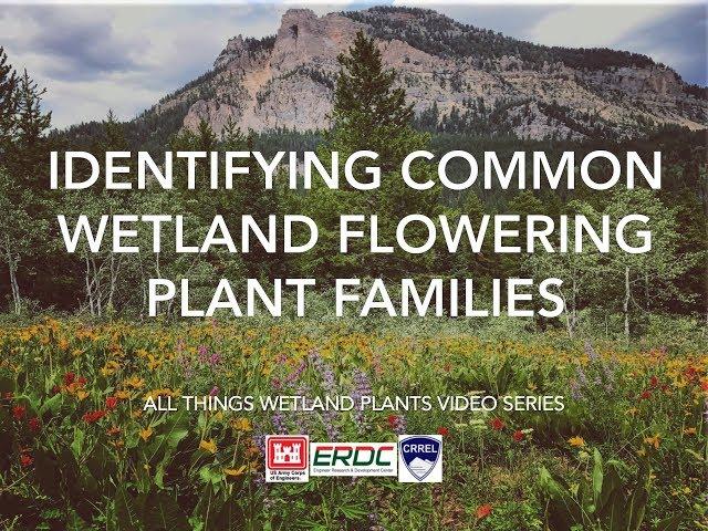 Identifying Common Wetland Flowering Plant Families