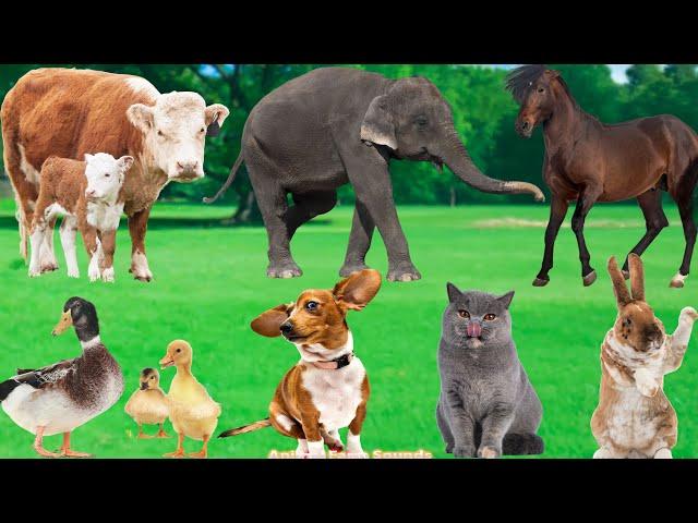 Animal Sounds Collection: Elephant, Duck, Dog, Cat, Cow, Horse, Rabbit, Peacock - Animal Sounds