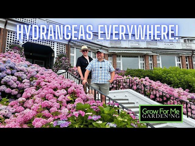 Come With Us to the Cape Cod Hydrangea Festival ⭐️ You Will Be Inspired by these Garden Designs